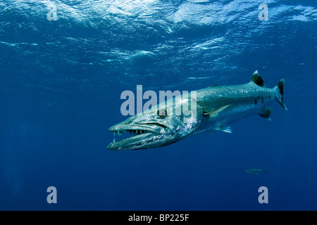 Grande Barracuda, Sphyraena barracuda, Moorea, Polinesia Francese Foto Stock