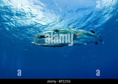 Grande Barracuda, Sphyraena barracuda, Moorea, Polinesia Francese Foto Stock