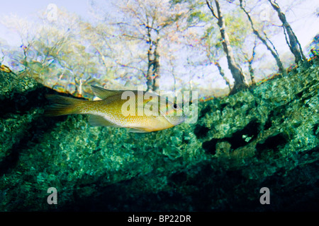 Bluegill, Lepomis macrochirus, Ginnie Springs, Florida, USA Foto Stock
