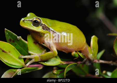 Treefrog stripeless, Mediterraneo treefrog (Hyla meridionalis), arrampicata in arbusti, Andalusia, parco nazionale di Donana Foto Stock