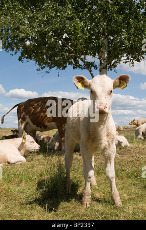 Croste di vitello vitelli alimentazione alimentazione mucca mucche mammelle mammelle tettarella tettarelle bovino azienda agricola fattorie agricoltore ranch di bestiame di allevamento ranch Foto Stock