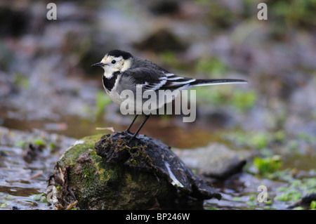 Pied wagtail poggiante su pietra nel flusso. Dorset, Regno Unito Dicembre 2009 Foto Stock