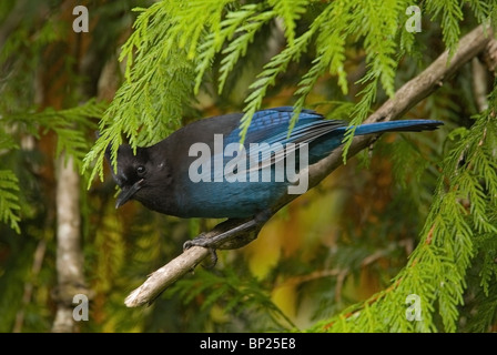 A.c. provinciale dell'uccello, il Steller jay, sull'Isola di Vancouver, British Columbia, Canada Foto Stock