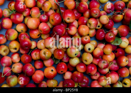 Un mucchio di appena raccolto le mele da un frutteto Foto Stock