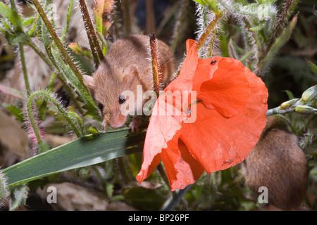 Harvest Mouse (Micromys minutus). Tra piante di papavero (Papaver rhoeas). Foto Stock