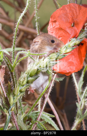Harvest Mouse (Micromys minutus). Maschio su alimentazione di sementi di grano, di testa o panicle, tra campo di papavero (Papaver rhoeas). Foto Stock