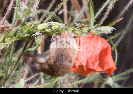 Harvest Mouse (Micromys minutus). Maschio su alimentazione di sementi di grano o di testa panicle tra campo di papavero (Papaver rhoeas). Foto Stock