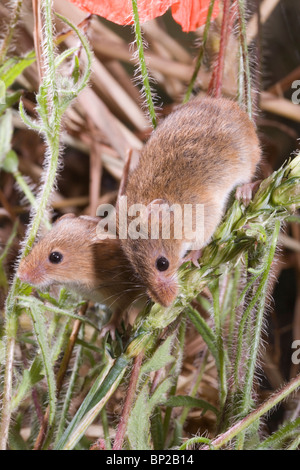 Harvest topi (Micromys minutus). Alimentazione su non maturate di sementi di grano o di testa panicle. Foto Stock