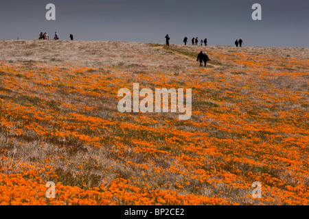 Le persone che cercano a masse di Papavero californiano all'Antelope Valley California Poppy Reserve, California del sud. Foto Stock