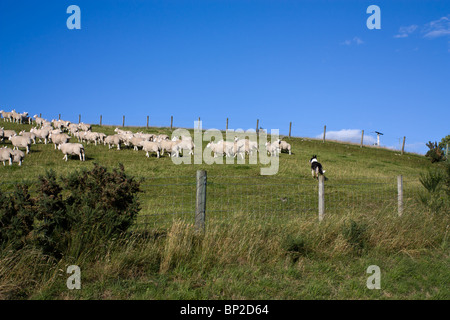 Border Collie cane da lavoro radunare le pecore su di un altopiano Scozzese hillside. Foto Stock