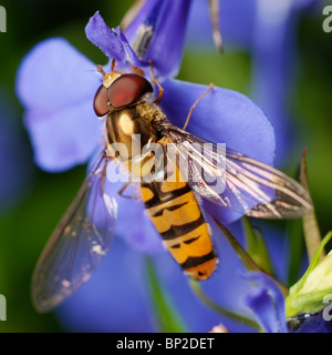 Voce maschile Episyrphus balteatus, o la marmellata di arance hoverfly alimentazione su un fiore di Lobelia. Foto Stock