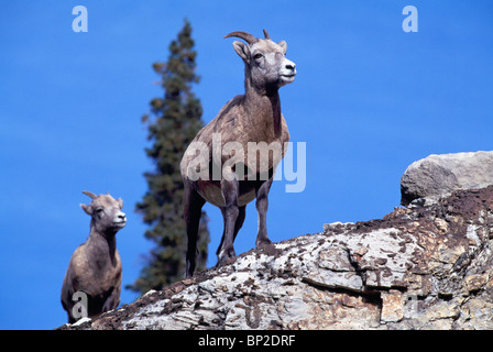 Rocky Mountain Bighorn pecore (Ovis canadensis), il Parco Nazionale di Jasper, Canadian Rockies, Alberta, Canada - permanente sulla scogliera Foto Stock