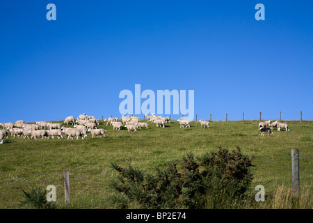 Border Collie cane da lavoro radunare le pecore su di un altopiano Scozzese hillside. Foto Stock