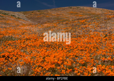 Masse di Papavero californiano all'Antelope Valley California Poppy Reserve, California del sud. Foto Stock