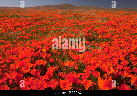 Masse di Papavero californiano all'Antelope Valley California Poppy Reserve, California del sud. Foto Stock