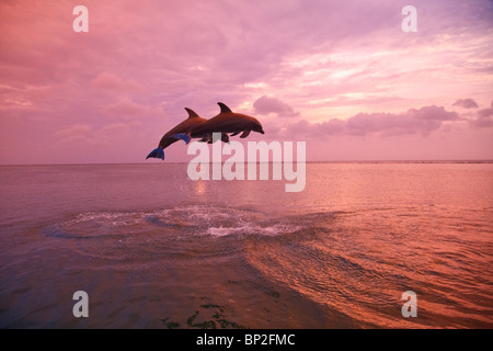 Roatan, isole di Bay, Honduras; i delfini (tursiops truncatus) Jumping insieme al tramonto nel Mar dei Caraibi Foto Stock