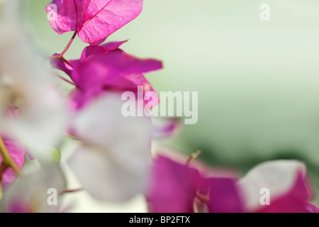 Fiori di bouganville dettaglio, Hong Kong Park, Hong Kong Foto Stock