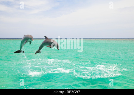 Roatan, isole di Bay, Honduras; i delfini (tursiops truncatus) a Anthony's Key Resort nel Mar dei Caraibi Foto Stock