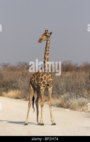 Giraffe (Giraffa camelopardalis) nel Parco Nazionale di Etosha, Namibia Foto Stock