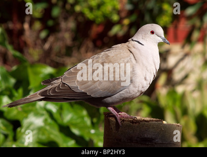 Colomba a collare, Streptopelia decaocto, appollaiate sul log Foto Stock