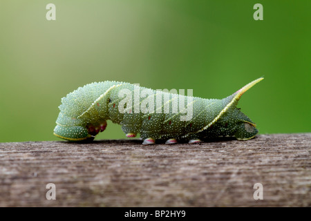 Il PIOPPO Hawk Moth caterpillar (Laothoe populi) Foto Stock