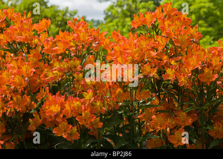 Alstroemeria Giglio peruviano Stella fiammeggiante Amaryllidaceae Foto Stock