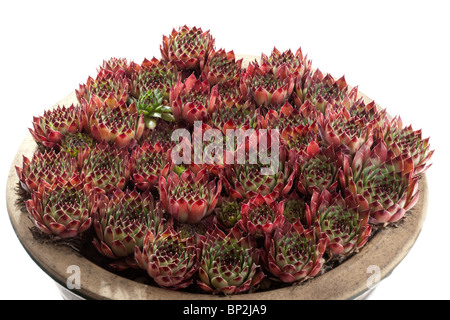Piccolo in ceramica circolari ribassate contenitore riempito con il marrone rossiccio e foglie verdi a filo refilato Sempervivum piante Foto Stock