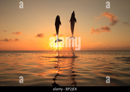 Roatan, isole di Bay, Honduras; i delfini (tursiops truncatus) il salto nel mare dei Caraibi al tramonto Foto Stock