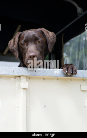 Il Labrador Retriever cucciolo singolo in landrover car REGNO UNITO Foto Stock