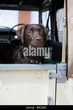 Il Labrador Retriever cucciolo singolo in landrover car REGNO UNITO Foto Stock