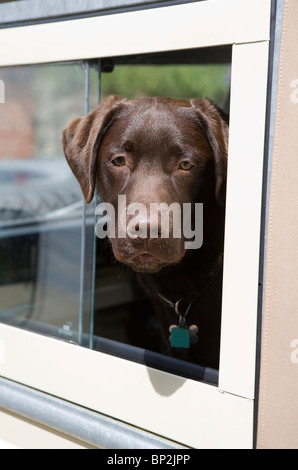 Il Labrador Retriever cucciolo singolo in landrover car REGNO UNITO Foto Stock