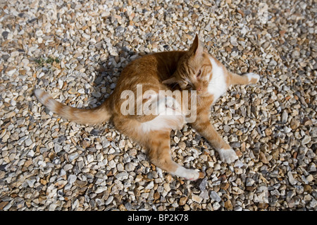 Il gatto domestico unico maschio adulto graffi sulle pietre REGNO UNITO Foto Stock