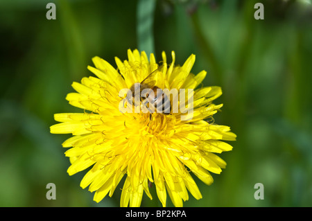 Un occupato il miele delle api lavora lontano la raccolta di nettare mentre questo impollinatori tarassaco allo stesso tempo. Foto Stock