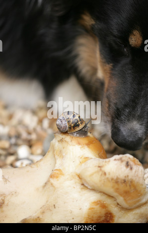 Giardino in comune va a passo di lumaca Helix Aspersa singolo adulto su osso di cane REGNO UNITO Foto Stock