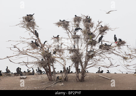 Doppia cormorani crestato preparare i loro nidi in alberi vicino alle acque di bordo". Foto Stock