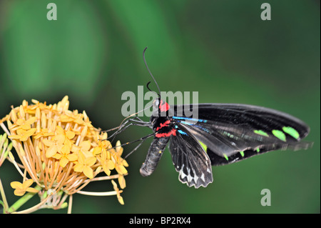 Rajah Brooke's Birdwing Butterfly alimentazione su un giallo Ixora flower in moto volanti - Trogonoptera brookiana Foto Stock