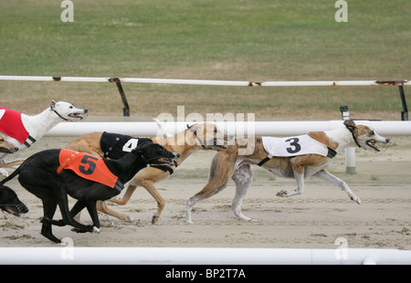 Il Greyhound Racing Gruppo di adulti racing UK Foto Stock