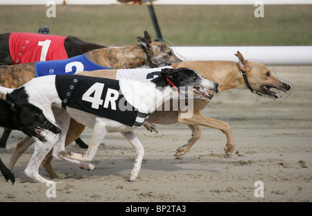 Il Greyhound Racing Gruppo di adulti racing UK Foto Stock