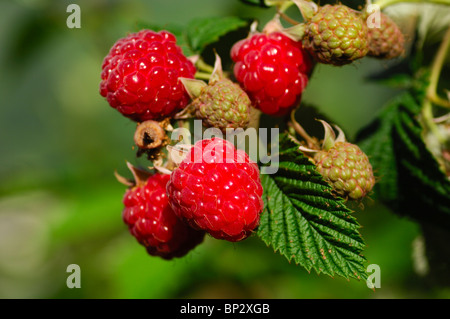 Lamponi maturi (Rubus idaeus) sullo stelo Foto Stock