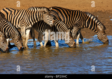 Allevamento di Burchell's zebre a waterwhole, Equus burchelli, Madikwe Game Reserve, Sud Africa Foto Stock