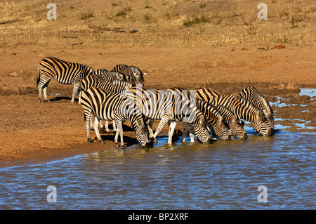 Allevamento di Burchell's zebre a waterwhole, Equus burchelli, Madikwe Game Reserve, Sud Africa Foto Stock