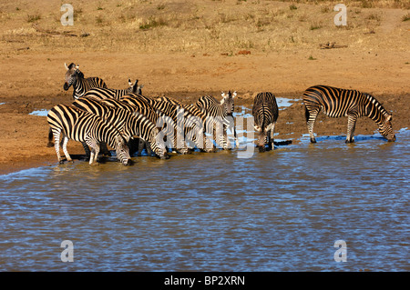 Allevamento di Burchell's zebre a waterwhole, Equus burchelli, Madikwe Game Reserve, Sud Africa Foto Stock