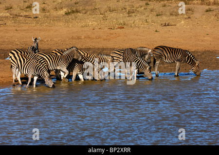 Allevamento di Burchell's zebre a waterwhole, Equus burchelli, Madikwe Game Reserve, Sud Africa Foto Stock