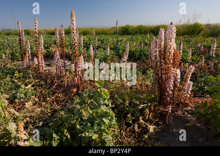 Succhiamele prataiolo Bean o Crenate Succhiamele prataiolo, Orobanche crenata sul parassita pea raccolto; Gargano, Italia. Foto Stock