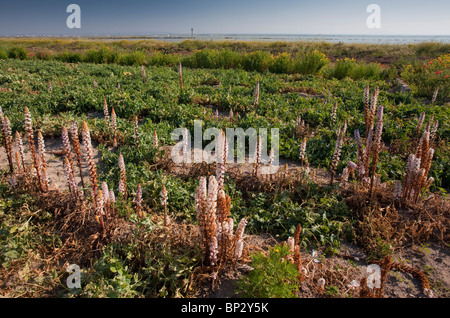 Succhiamele prataiolo Bean o Crenate Succhiamele prataiolo, Orobanche crenata sul parassita pea raccolto; Gargano, Italia. Foto Stock