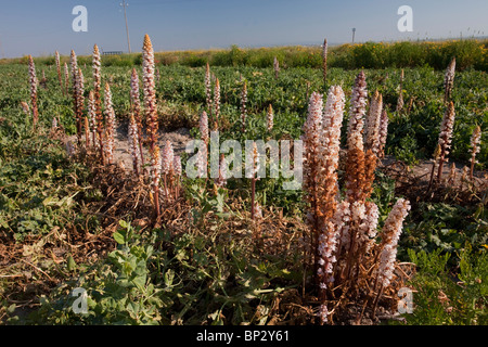 Succhiamele prataiolo Bean o Crenate Succhiamele prataiolo, Orobanche crenata sul parassita pea raccolto; Gargano, Italia. Foto Stock