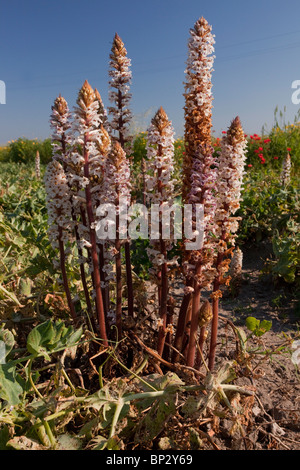 Succhiamele prataiolo Bean o Crenate Succhiamele prataiolo, Orobanche crenata sul parassita pea raccolto; Gargano, Italia. Foto Stock