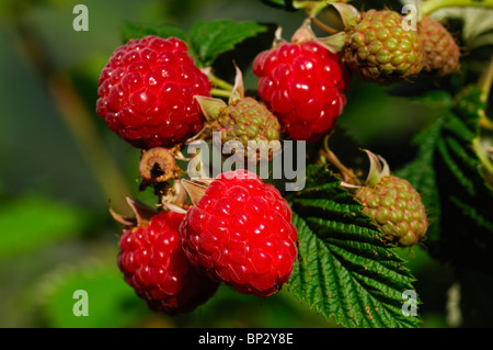 Lamponi maturi (Rubus idaeus) sullo stelo Foto Stock