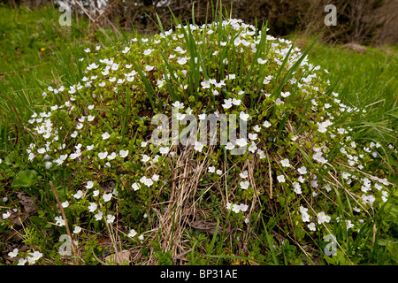 Snello Speedwell, Veronica filiformis; naturalizzate nel Regno Unito, dal Caucaso, Georgia. Foto Stock