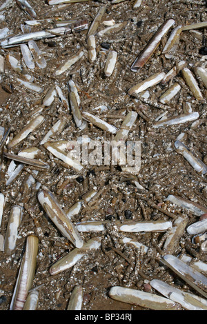 Razorshells e sabbia Mason tubi Worm lavato fino a Formby spiaggia costa di Sefton, Regno Unito Foto Stock